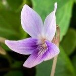 Viola palustrisFlower