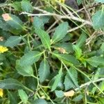 Sinapidendron rupestre Leaf