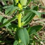 Euphorbia lucida പുറംതൊലി