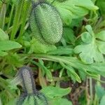 Papaver nudicaule Ostatní