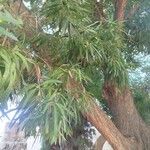 Podocarpus neriifolius Листок