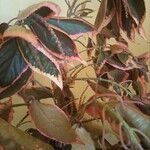 Acalypha wilkesiana List