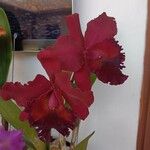 Cattleya wittigiana 花