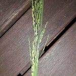 Panicum dichotomiflorum Blatt