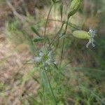 Silene douglasii 花