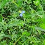 Commelina latifolia Pokrój