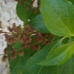 Ocimum gratissimum 葉