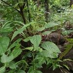 Acalypha paniculata 整株植物
