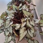 Begonia rexLeht