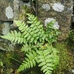 Woodsia ilvensis برگ