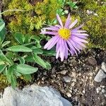 Aster alpinus 花