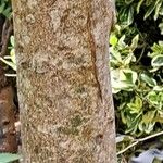 Cunonia capensis Corteza