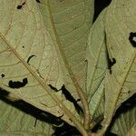 Psychotria alfaroana 葉