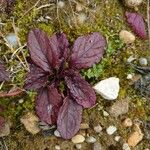 Salvia lyrata Leaf