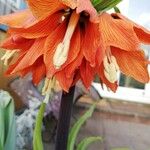 Fritillaria imperialis Flor