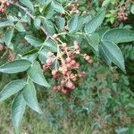 Zanthoxylum bungeanum Leaf