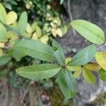 Phillyrea latifolia List
