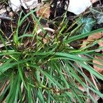Carex digitata Blomma