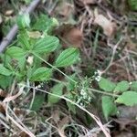 Galium scabrum Leaf