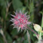 Trifolium stellatum Flower
