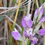 Polygala vulgaris Fleur