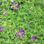 Verbena tenera Habitus