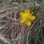 Ranunculus bullatus Blüte