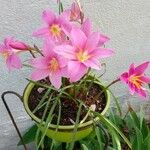 Zephyranthes rosea花