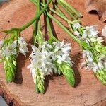 Ornithogalum thyrsoides Leaf