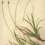 Carex sempervirens Libunga