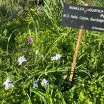 Ipheion uniflorum Hábito