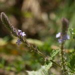 Verbena lasiostachys Çiçek