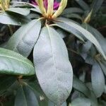 Rhododendron catawbiense Leaf