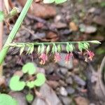 Oplismenus hirtellus Flower