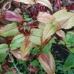 Persicaria microcephala List