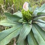 Costus guanaiensis Feuille