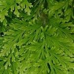 Selaginella pallescens Агульны выгляд