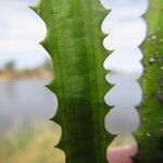 Ottelia muricata Leaf