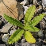 Cirsium vulgareDeilen