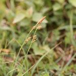 Carex panicea Vekstform