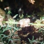 Salsola oppositifolia 花