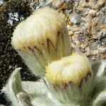 Chersodoma antennaria Flower