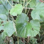 Pericallis malvifolia Leaf