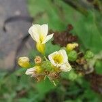 Sisyrinchium striatum Flower