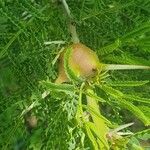 Vachellia drepanolobium Leaf