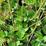 Sedum telephium Leaf