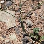 Eriogonum inflatum Лист