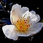 Camellia sasanquaFlower