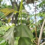 Passiflora biflora Leaf
