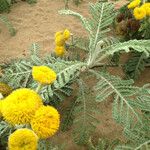 Tanacetum bipinnatum Flor